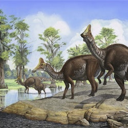 Amurosaurus pictures