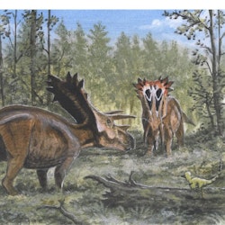 Anchiceratops pictures