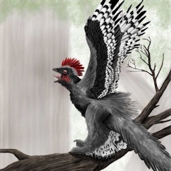 Anchiornis pictures