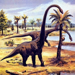 Barosaurus pictures