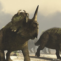 Centrosaurus pictures