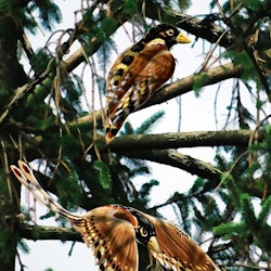 Confuciusornis pictures