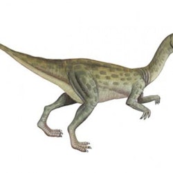 Fulgurotherium pictures