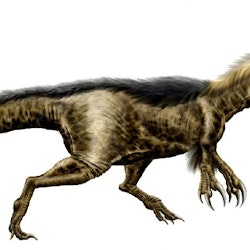 Dryptosaurus pictures