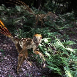 Epidexipteryx pictures