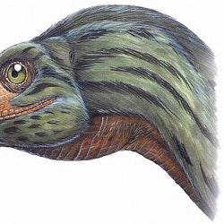 Erlikosaurus pictures