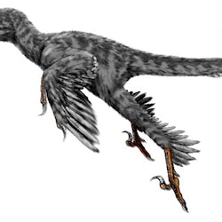 Graciliraptor pictures