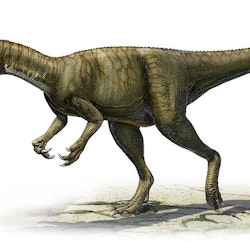 Herrerasaurus pictures