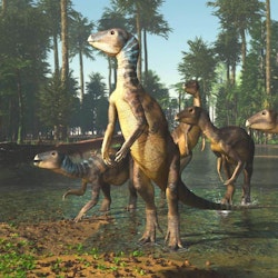 Weewarrasaurus pictures