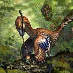 Jinfengopteryx pictures