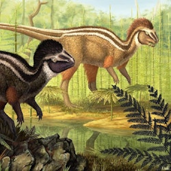 Kulindadromeus pictures