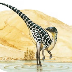 Leaellynasaura pictures