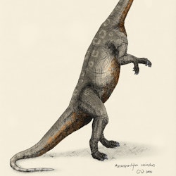 Massospondylus pictures