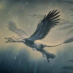 Microraptor pictures