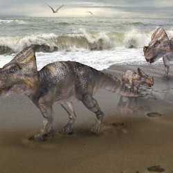 Montanoceratops pictures