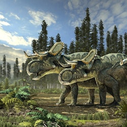 Nasutoceratops pictures