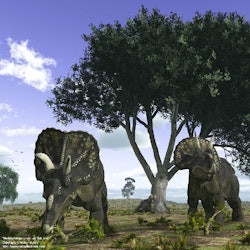 Nedoceratops pictures