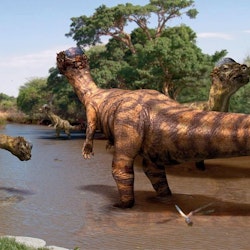 Pachycephalosaurus pictures