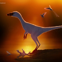 Sinocalliopteryx pictures