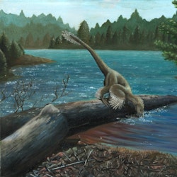 Sinornithosaurus pictures