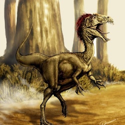 Velocisaurus pictures